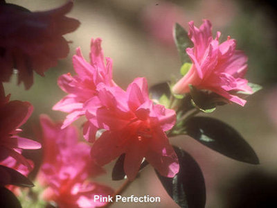 'Schroeder's Pink Perfection'