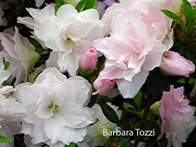 'Barbara Tozzi'