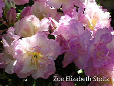 'Zoe Elizabeth Stoltz'