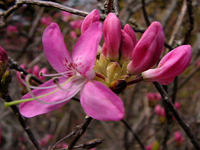 <i>Rhododendron vaseyi</i>