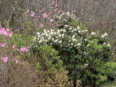 Rhododendron vaseyi, Pieris floribunda