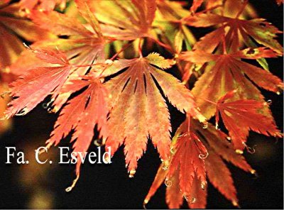 Acer palmatum 'Fascination'