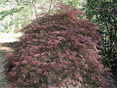 Acer palmatum Tamukeyama