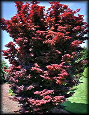 Acer palmatum Twombleys Red Sentinel
