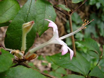 Tsuneshige Rokujo