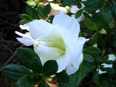 'Hardy Gardenia'