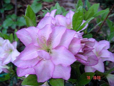 g4/85/190885/3/53200834.lilsweetiepie.s.jpg