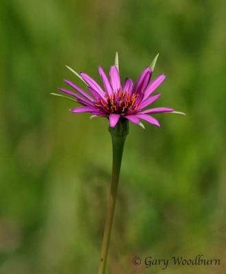 IMG_6494.jpg