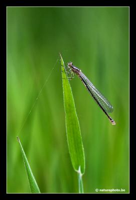 IMG_2483c.jpg