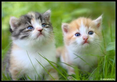 our kitties.jpg