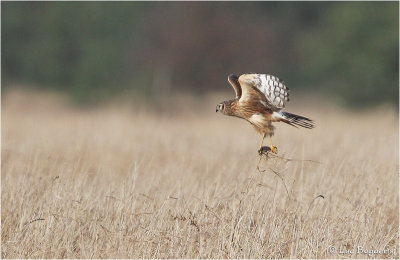 Marsh Harrier/Blauwe Kiekendief