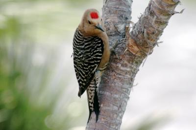 Gila woodpecker