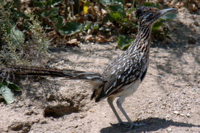 Greater Roadrunner