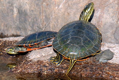 Turtles