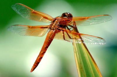 Dragonfly