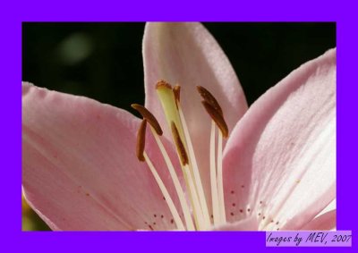 Stamens up close