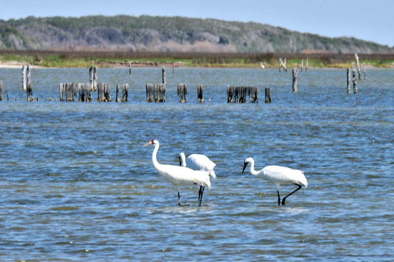 Whooping Cranes: Rockport, Texas