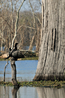 Cormaorant:  Brazos Bend State Park