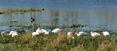 Ibis: Brazos Bend State Park