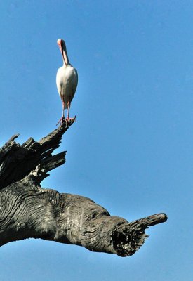 Ibis: Brazos Bend State Park