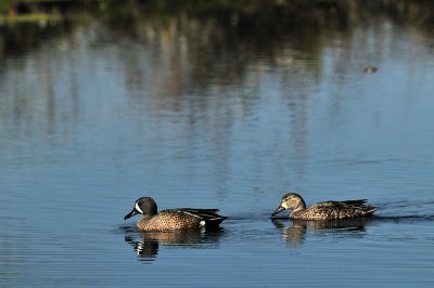 Teal: Brazos Bend State Park