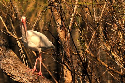 Ibis: Brazos Bend State Park