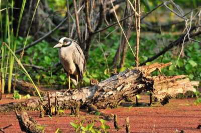 APR_2014 Yellow Crowned Night Heron