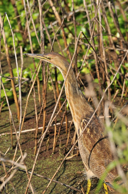 APR_2358 Least Bittern