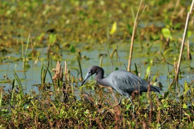 BRZ_0943 Blue Heron