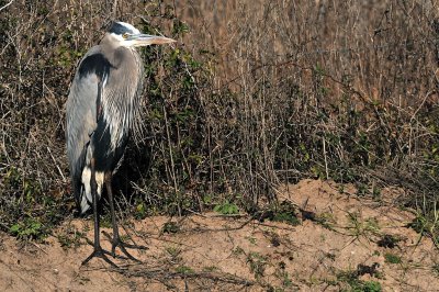 00017 Night Heron - Roadside