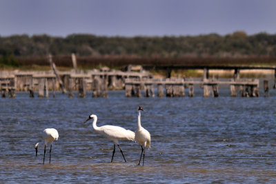 MAR_1086 Whooping Cranes: Rockport, Texas