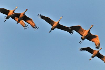 FEB_0746: Sandhill Cranes