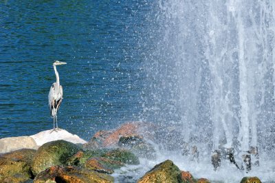 CO2_4998: Blue Heron, fountain, Colorado Springs