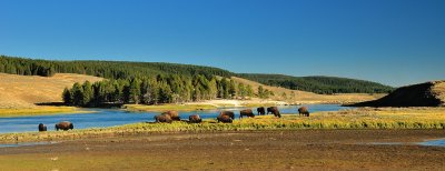 YS1_8859 Bison: Yellowstone