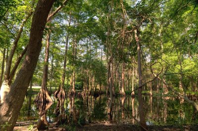MER_4580 Cypress Swamp: Mercer Arboetum
