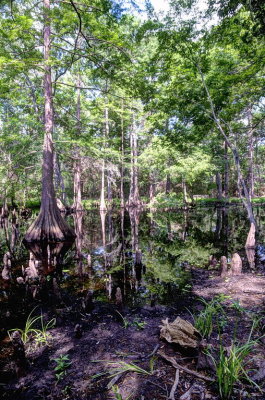 MER_4633-35 Cypress Swamp: Mercer Arboetum