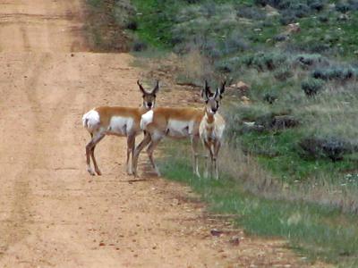 Antelopes in the Road