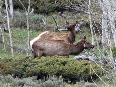 Cow Elk