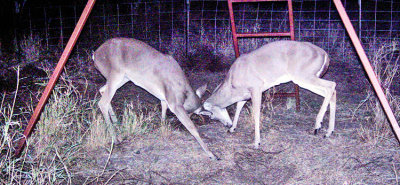 Sparring bucks - 2007