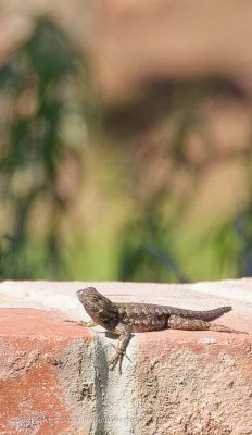 This lizard is basking in the sun after recent rains.

20110329-_DSC7469.jpg