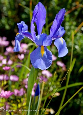 Shades of a purple Iris