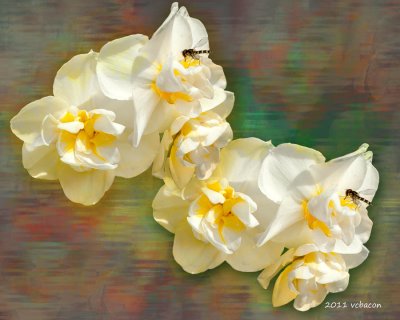 Bugged Jonquil Fanfare