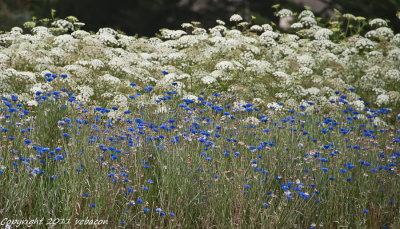 Ready for harvesting!
20110922-_DSC8859.jpg