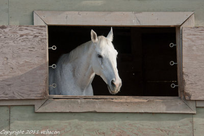 Pensive white pony.

20111001-_DSC9133-5.jpg