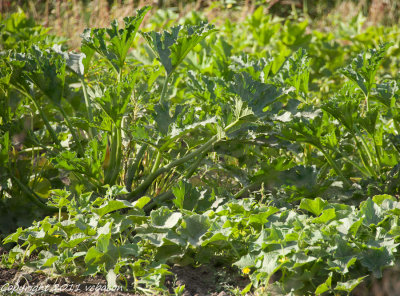 Hurry up guys, you only have a couple of more weeks to grow before Halloween.

20111001-_DSC9137-8.jpg