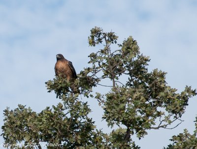 What a healthy specimen high atop an oak at Webb Ranch.

20111001-_DSC9125-1.jpg