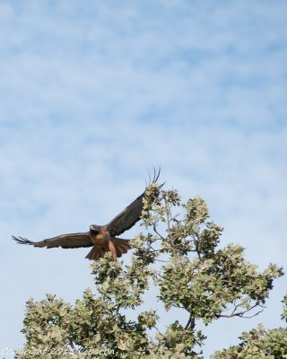 Red-Shouldered hawk at Webb Ranch.

20111001-_DSC9126-2.jpg