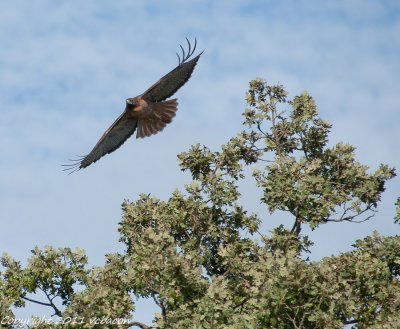 Red-Shouldered Hawk at Webb Ranch

20111001-_DSC9127-3.jpg