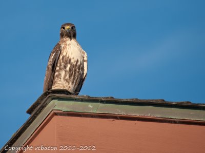 Hawk on the Roof