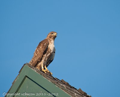 Red-tailed Hawk
